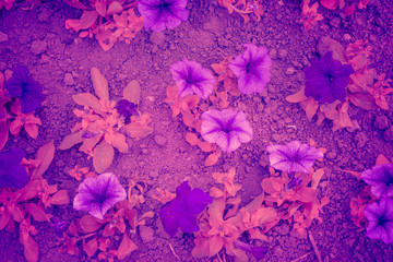 Trendy color ultra violet concept. Ultraviolet flower abstract background.