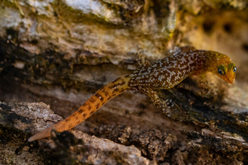 gecko de Guadeloupe