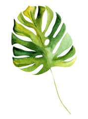 Fototapeta na wymiar Illustration watercolor drawing botanical leaves of exotic plants on a white isolated layer