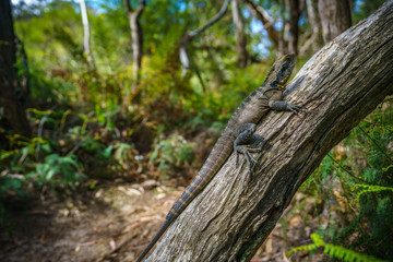 Eastern Water Dragon in the blue mountains, australia