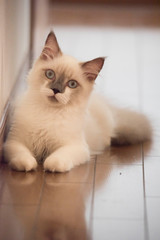 ragdoll pet Cat