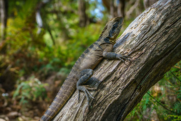 Eastern Water Dragon in the blue mountains, australia