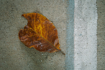 abstract leaf on the wall