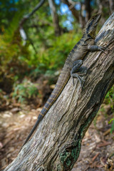 Eastern Water Dragon in the blue mountains, australia