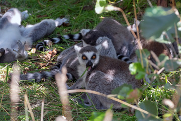 A group of lemurs laying in the grass while one of them eats