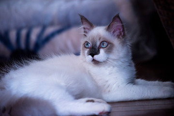 ragdoll pet Cat