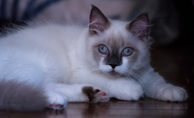 ragdoll pet Cat