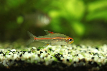 Hemigrammus erythrozonus