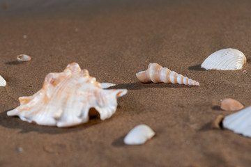 Summer time concept with Sea Shells on wet sand near the water on the beach at sunrise.