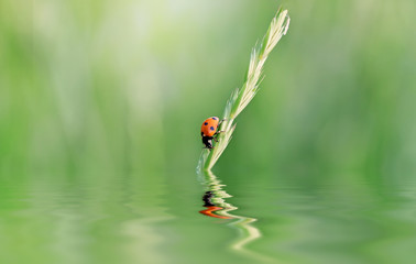 Ladybug on green grass in the sunlight reflected in the water, summer natural image.