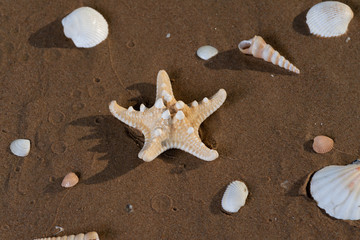 Fototapeta na wymiar Dried specimen of Knobby Starfish on wet sand on beach at sunrise. Horned Sea Star. Chocolate Chip Sea Star. Protoreaster nodosus, Class Asteroidea.
