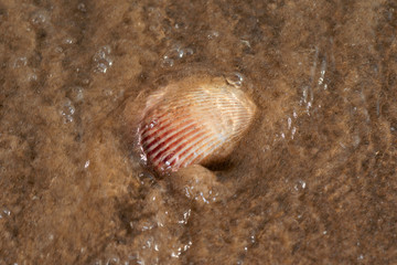 Scallop Shell  on wet sand on the beach at sunrise. Pectinidae. Natural Seashell. Vacation concept.