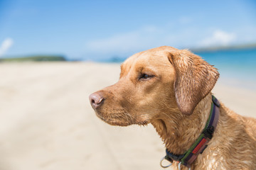Labrador Retriever dog standing in the ocean on a Sandy beach