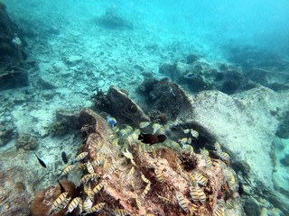 Fish feeding from a rock