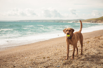 A fit and healthy Labrador retriever dog standing on a beautiful Cornish beach with the ocean...