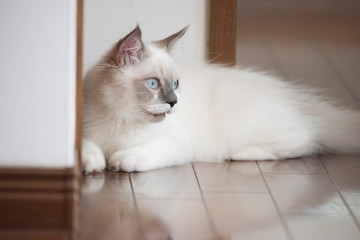 ragdoll pet Cat