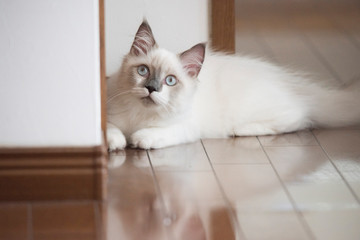 ragdoll pet Cat