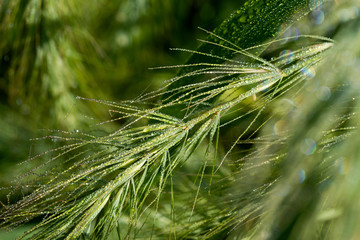 Green Grass with Dew Drops in the prairie field of the sanctuary park in the morning sun. Summer nature background with water droplets.