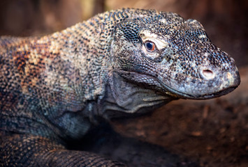 Komodo dragon