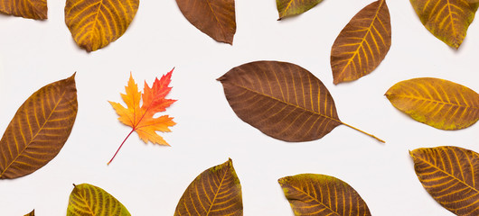 Autumn dead yellow leaves laying out on white background