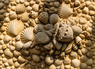 Muscheln und Schnecken Steinmuster