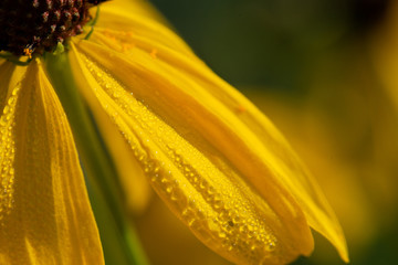 Bright Yellow Cutleaf Coneflower in the prairie field. Rudbeckia laciniata - a species of flowering plant in the Aster family (Asteraceae). Sochan.