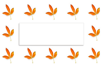 Many autumn yellow leaves isolated and white frame fot text on white background
