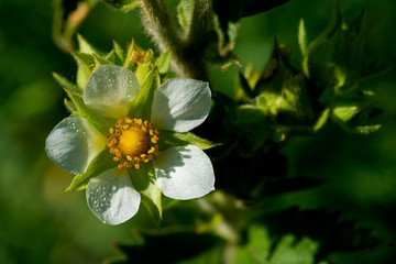 White Blooming Flower in the prairie field of the sanctuary park at the sunny summer day.