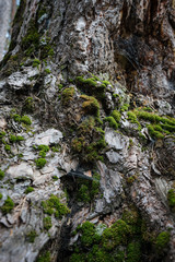 Fototapeta na wymiar Texture, old tree with moss