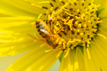 Honeybee pollinating on Yellow False Sunflower in prairie field. Asteraceae Family. Rhizomatous herbaceous perennial. Heliopsis Helianthoides.