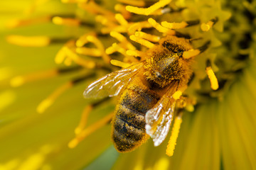Honeybee pollinating on Yellow False Sunflower in prairie field. Asteraceae Family. Rhizomatous herbaceous perennial. Heliopsis Helianthoides.