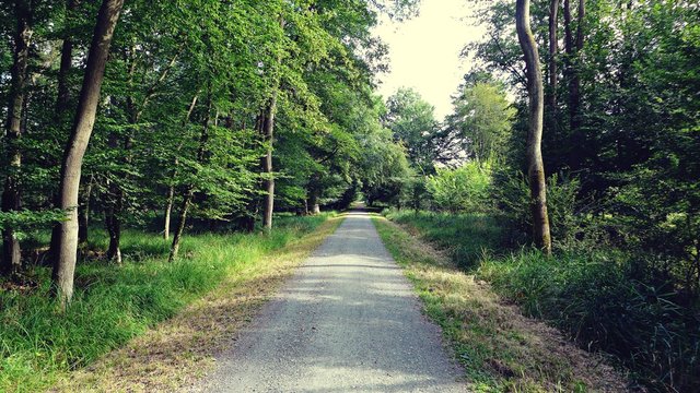 Gerader Weg durch den Laubwald
