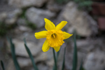 little yellow flower