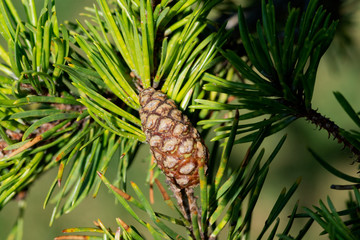 Red Pine Tree with small seed cones at a sunny summer day. Pinus Resinosa from Pinaceae Family, native to North America. Norway Pine.