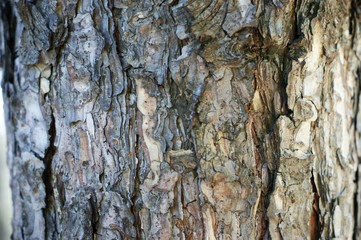 Texture of bark wood use as natural background