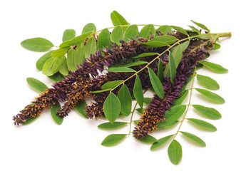 Violet acacia blossom.