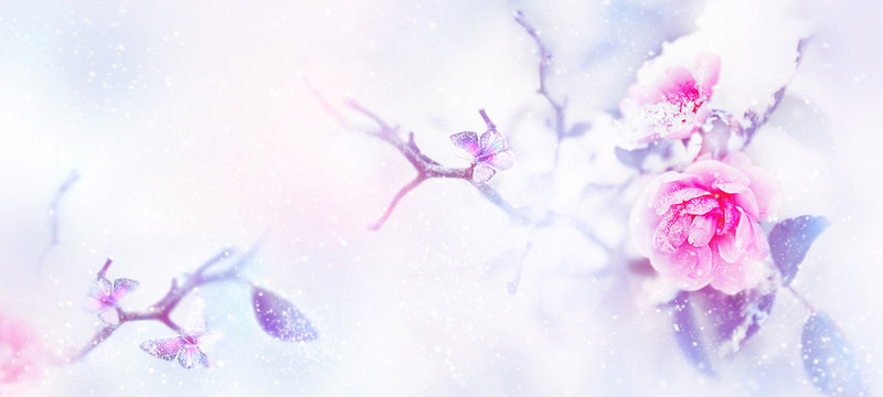 Beautiful pink roses and butterfly in the snow and frost on a blue and pink background. Snowing. Artistic winter natural image. Selective and soft focus. Copy space. Wide format.