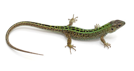 One green lizard.