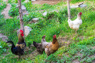 Rooster and Chickens. Free Range Cock and Hens