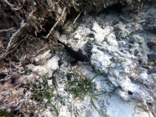 Seychelles underwater world
