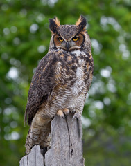 Great Horned Owl Perched