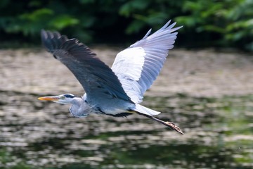 great egret in flight