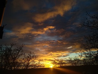 Naklejka premium sunset in forest