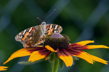 Na platwormie kwiatka