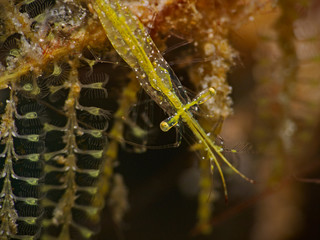 Underwater photophraphy of a hydroid shrimp (Pulau Bangka, North Sulawesi/Indonesia)
