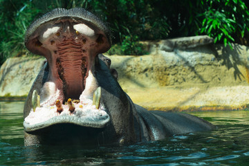 Fototapeta premium hippo in the water