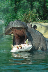 Fototapeta premium a hippopotamus in the river opens its mouth