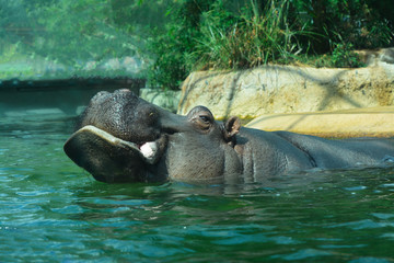 Fototapeta na wymiar hippo in the water