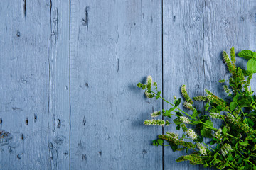 bunch of mint on blue gray wooden background, top view emty space