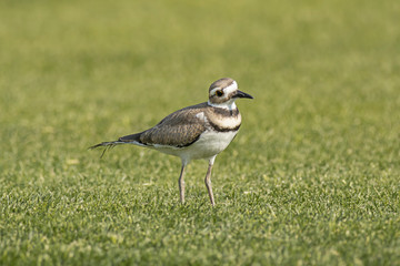 Cute look from a killdeer.